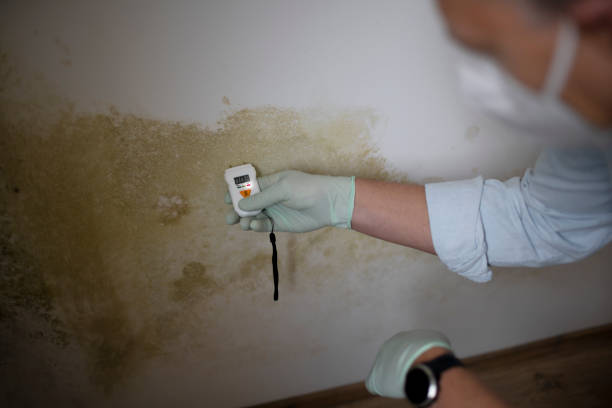 Best Office Mold Removal Services  in Maysville, KY