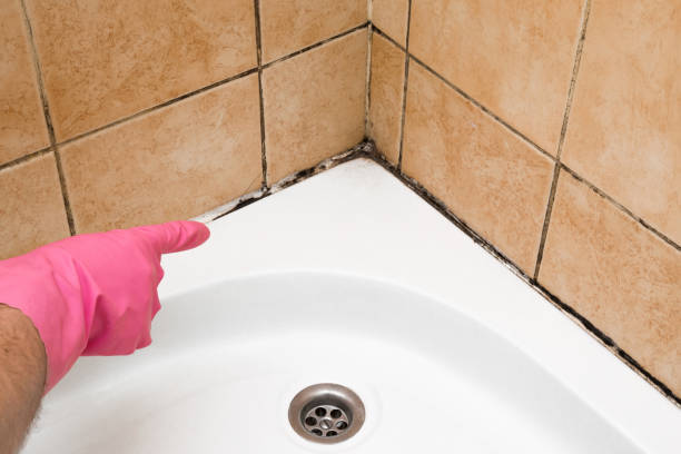 Best Residential Mold Removal  in Maysville, KY